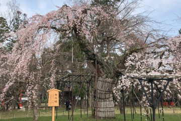 この日の上賀茂神社の桜は、まだちょっと早かったです。