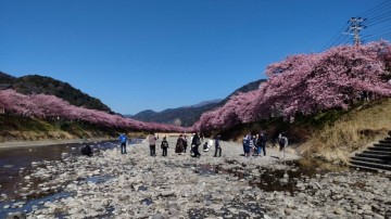 たくさんの観光客が、河原から見る河津桜を楽しんでいます。