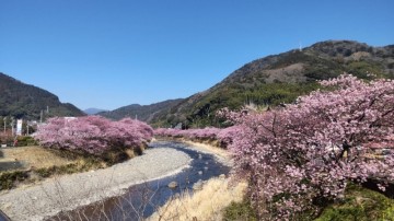 空の青さと山の緑、そしてピンクの桜･･･とても素敵です！