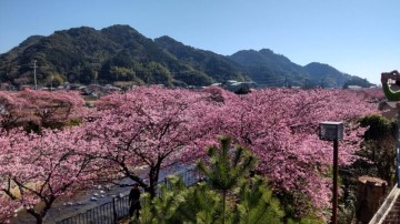 一杯に開いた花もあれば、これから楽しませてくれる花も･･･